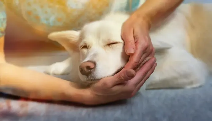 soin Reiki pour les animaux